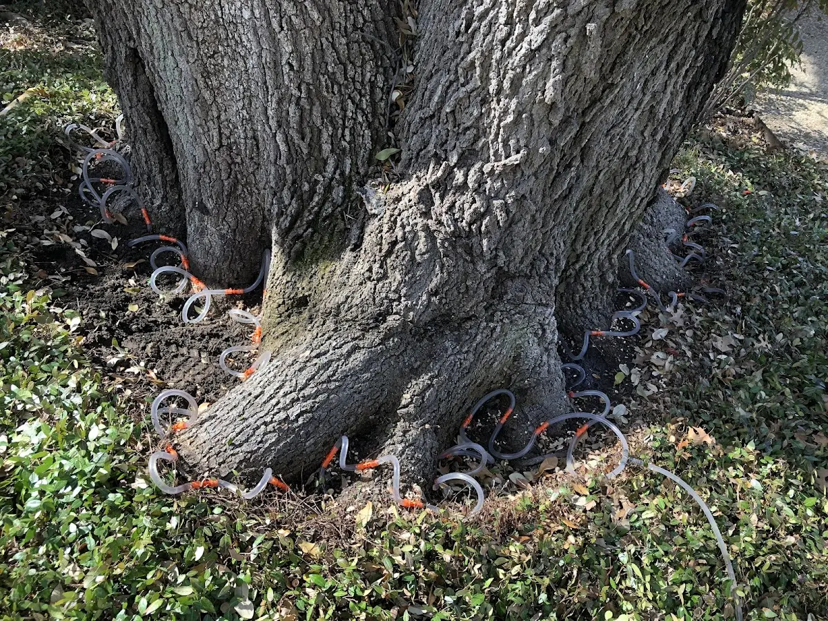 Detailed Tree Cabling and Bracing job site in Perham